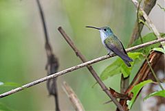 Andean Emerald